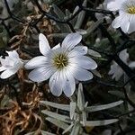 Cerastium tomentosum फूल