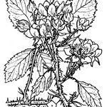 Rubus bracteatus Ostatní