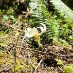 Erythronium californicum Kvet