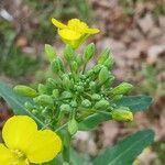 Brassica napus Λουλούδι