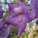 Jacaranda caucana Квітка