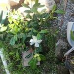 Gardenia jasminoidesBlad