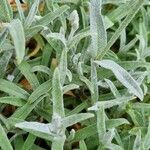 Cerastium tomentosum Leaf