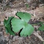 Ranunculus cortusifolius Leaf