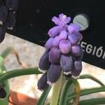 Muscari baeticum