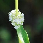 Spermacoce verticillata Blüte