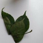 Rubus sulcatus পাতা