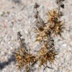 Ambrosia acanthicarpa Ffrwyth