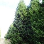 Picea abies Habitus