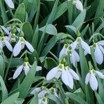 Galanthus nivalisЦветок