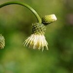 Cirsium erisithales Çiçek