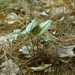 Asarum virginicum Habitus