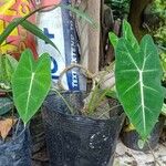 Alocasia micholitziana Leaf