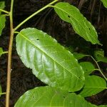 Cynophalla amplissima Leaf