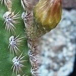 Cleistocactus spp. Blomma