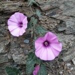 Convolvulus althaeoidesFlors