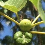 Ficus abutilifolia Фрукт