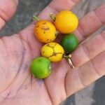 Garcinia gardneriana Fruit