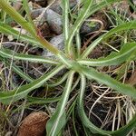 Scorzonera hispanica Leaf