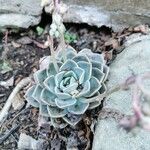 Echeveria elegans