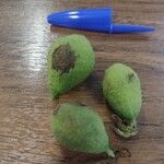 Juglans nigraFruit