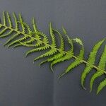 Dryopteris oreades 其他