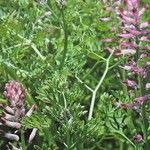 Fumaria officinalis Συνήθη χαρακτηριστικά