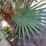 Chamaerops humilis葉