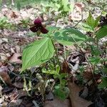 Trillium erectum عادت داشتن