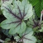 Heuchera americana 葉