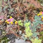 Capnoides sempervirens Flor