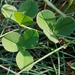 Trifolium occidentale Frunză