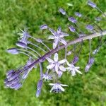 Scilla hyacinthoides Kwiat