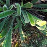 Plantago lagopus Folha