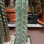 Echinopsis cuzcoensis Yeri