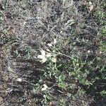 Camelina sativa Flower