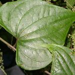 Dioscorea matagalpensis पत्ता