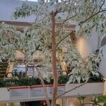 Ficus benjamina Yaprak