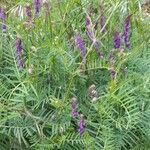 Vicia tenuifolia Hábito