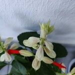 Salvia splendens ᱵᱟᱦᱟ