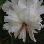 Paeonia officinalis Flor
