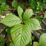 Rubus argutus Лист