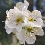 Prunus salicina Flor