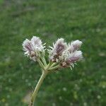 Antennaria dioica Kwiat
