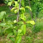 Prunus brigantina Fruit