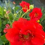 Geum quellyon 花