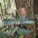 Tristaniopsis guillainii Leaf