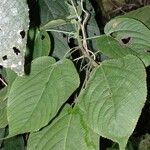 Acalypha villosa Leaf