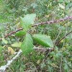 Rubus questieri Blad