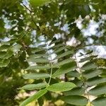 Gleditsia sinensis Blad